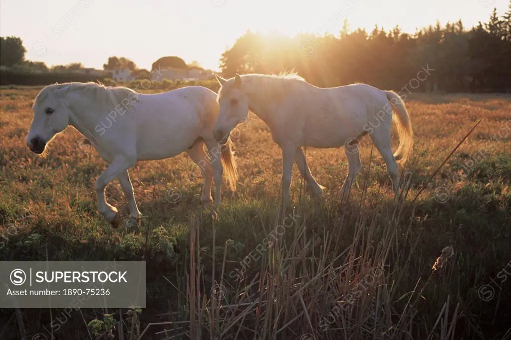 Camargue horses, La petite Camargue, in the region of Aigues_Mortes, Gard, Languedoc_Roussillon, France, Europe