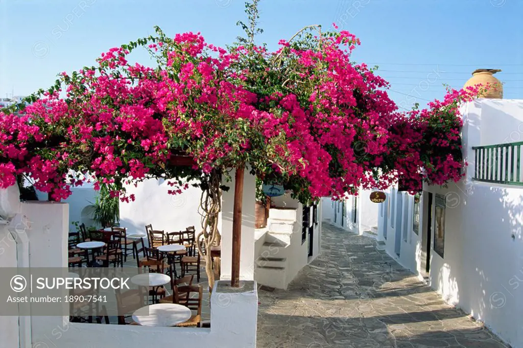 Side street, white walls, cafe and bougainvillea in Apollonia, on Sifnos, Cyclades Islands, Greek Islands, Greece, Europe