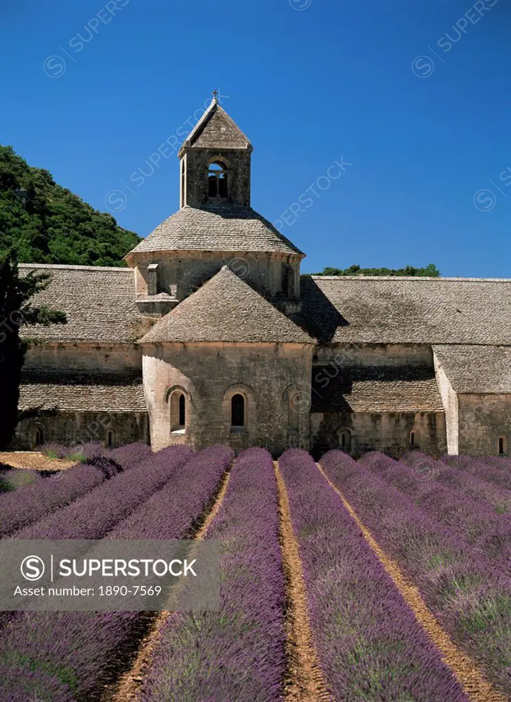 Abbaye de Senanque and lavender, near Gordes, Vaucluse, Provence, France, Europe