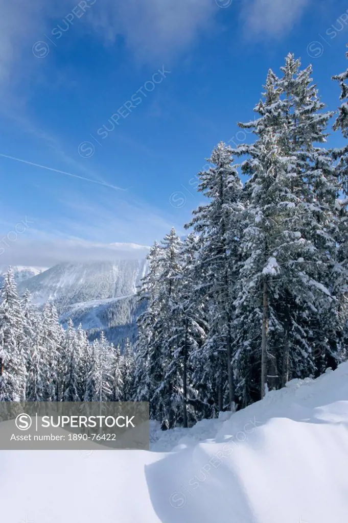 Snow covered trees in winter in the French Alps, Courchevel, Savoie, Rhone_Alpes, France