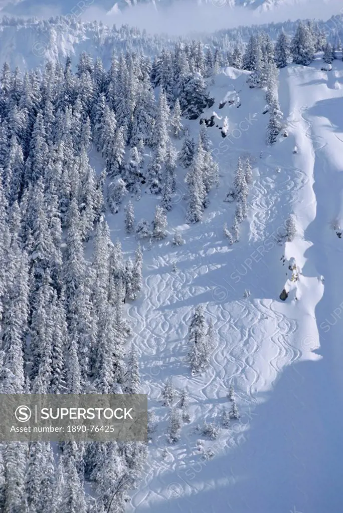 Trees in winter in the French Alps, Rhone_Alpes, France