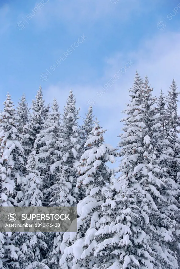 Snow covered trees in winter in the French Alps, Rhone_Alpes, France