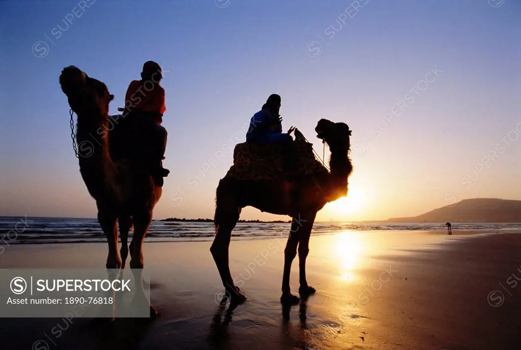 Camels on the beach, Morocco, North Africa, Africa