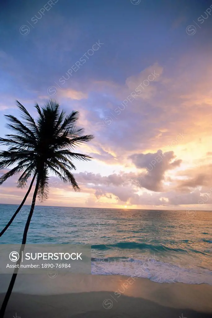 Palm tree and sea, Bottom Bay, Barbados, West Indies, Caribbean, Central America