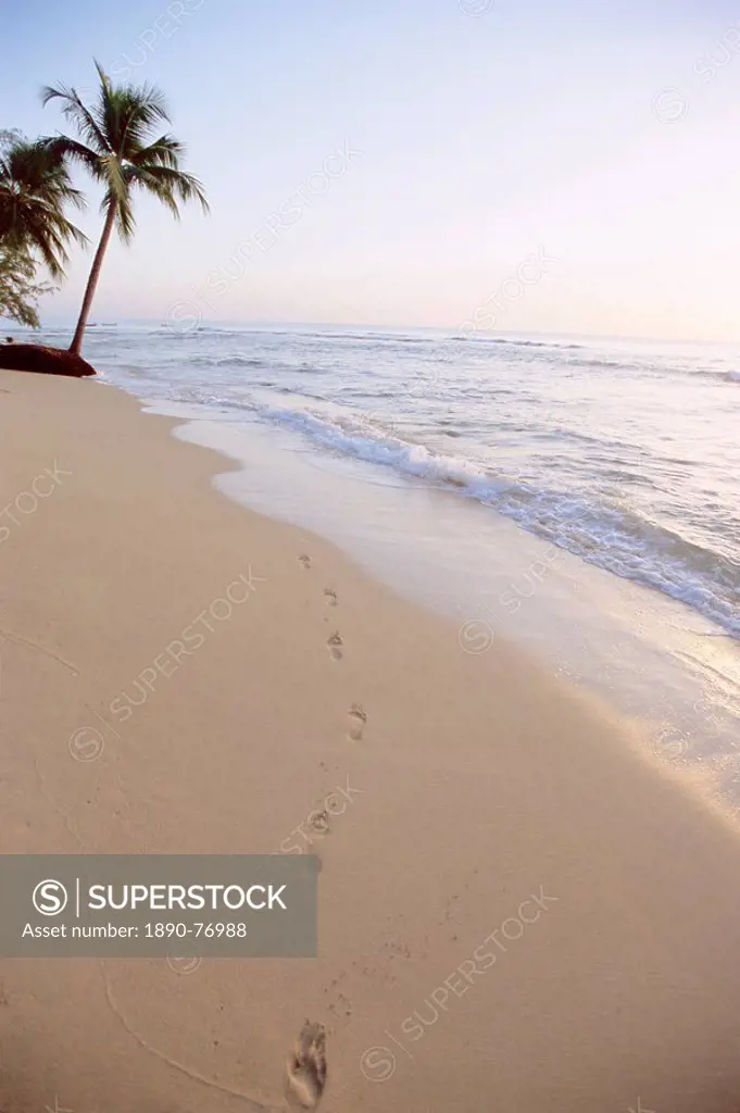 Footprints and palm tree on beach, west coast, Barbados, West Indies, Caribbean, Central America