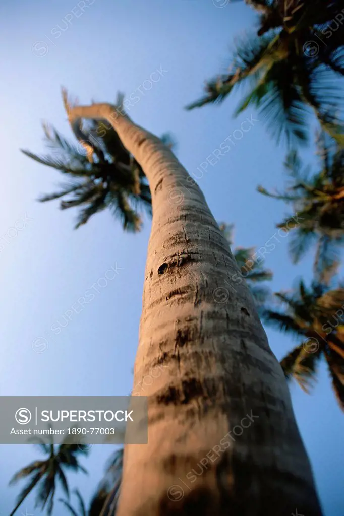 Palm tree with contorted trunk, Barbados, West Indies, Caribbean, Central America