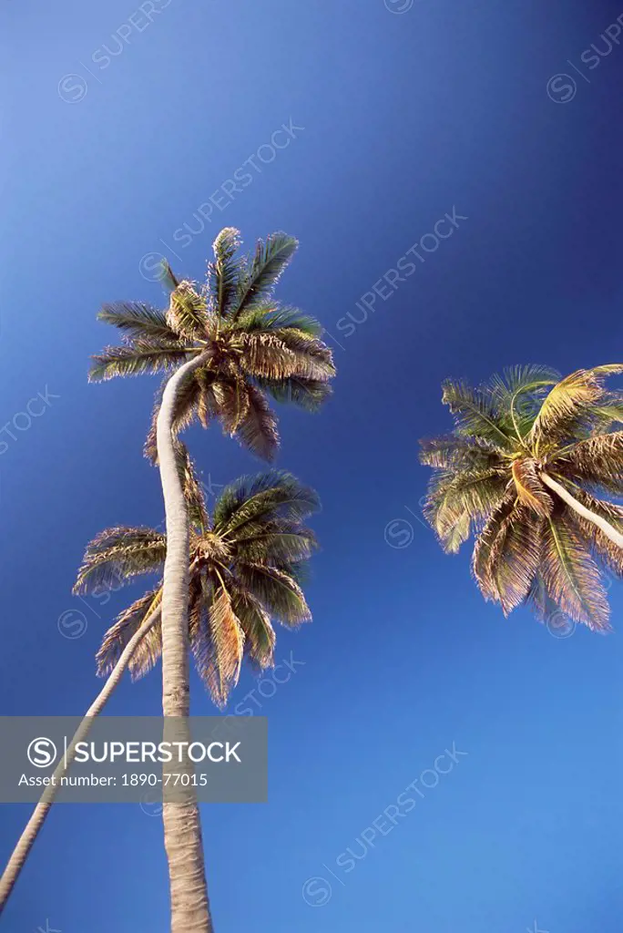 Low angle view of three palm trees against a blue sky, Bottom Bay, Barbados, West Indies, Caribbean, Central America