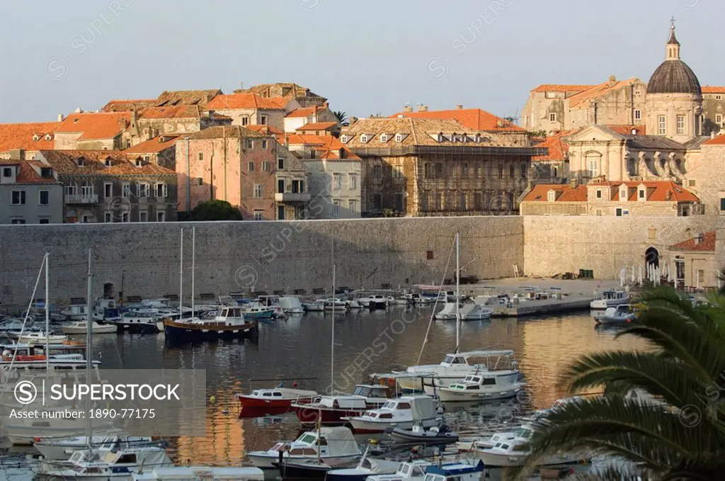 Palm at Harbour, Dubrovnik, Croatia