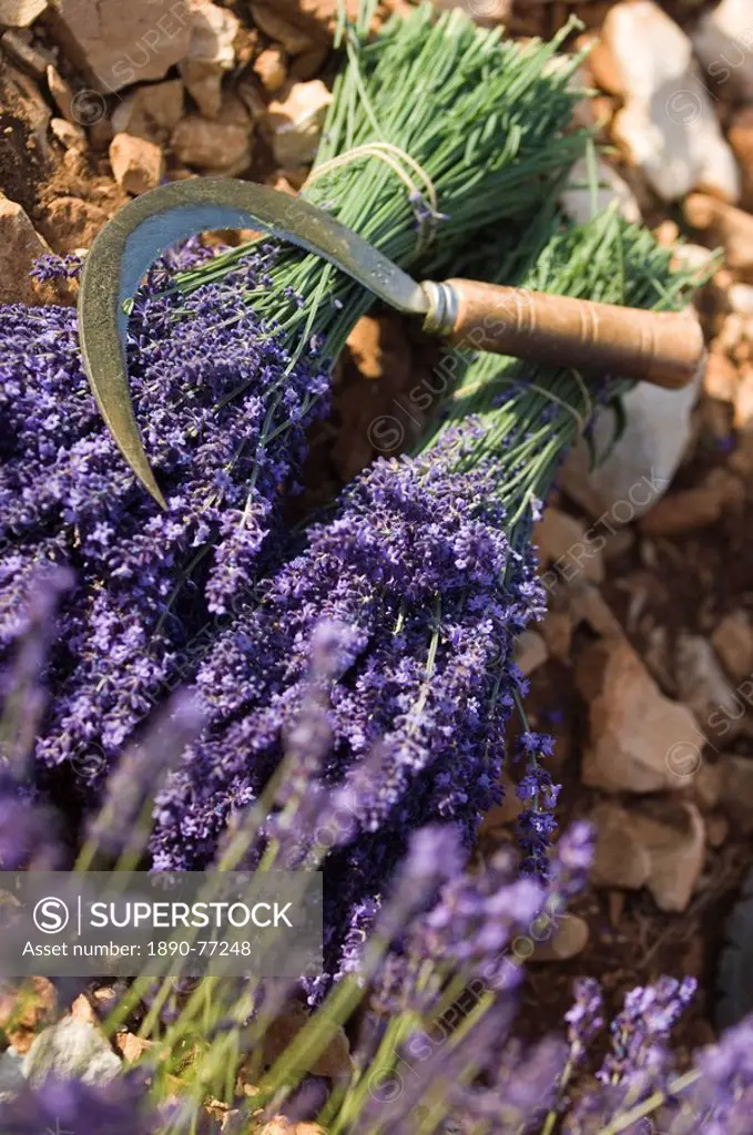 Lavender Knife, Luberon, France