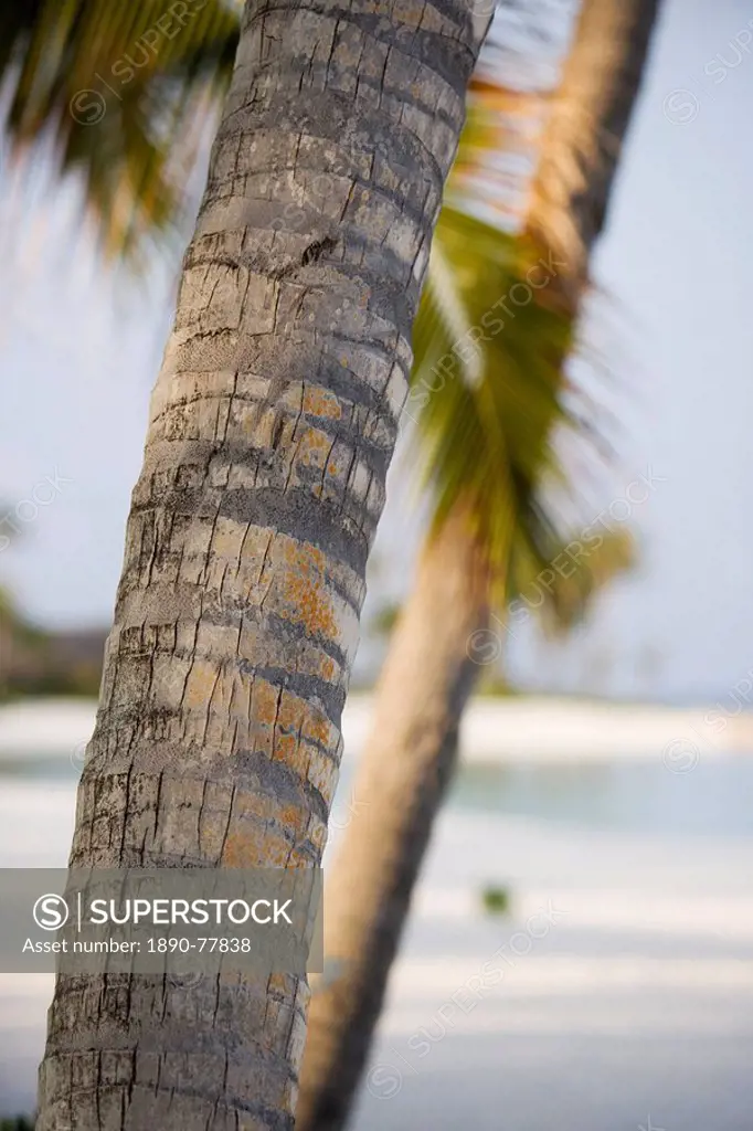 Palm Shade, Maldives