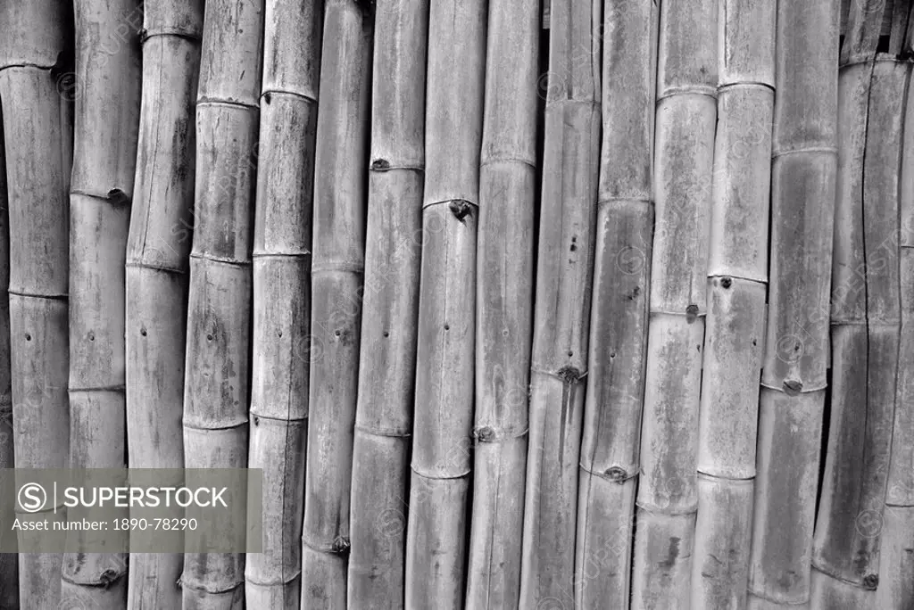 Bamboo, Mustique