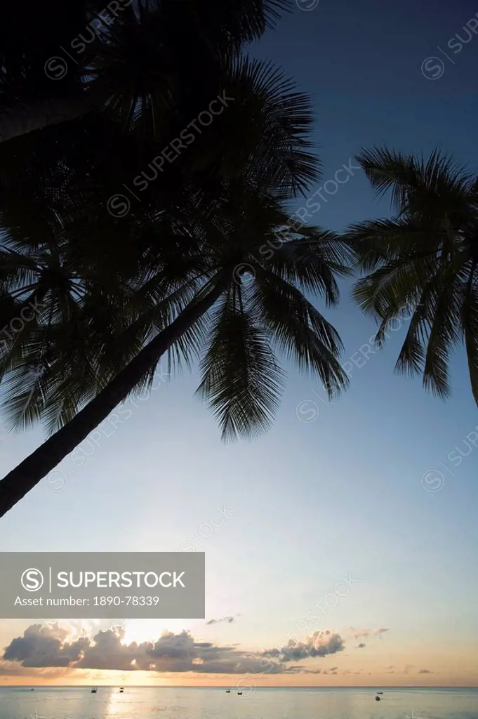 Palm Trees, West Coast, Barbados, West Indies, Caribbean, Central America