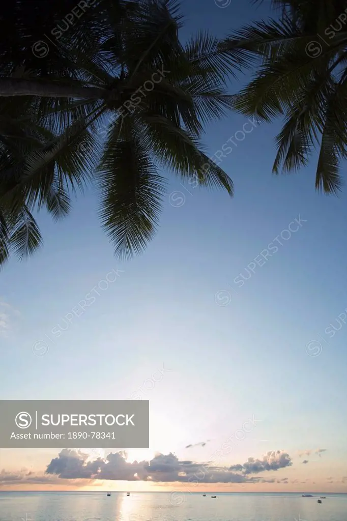 Palm Trees, West Coast, Barbados, West Indies, Caribbean, Central America