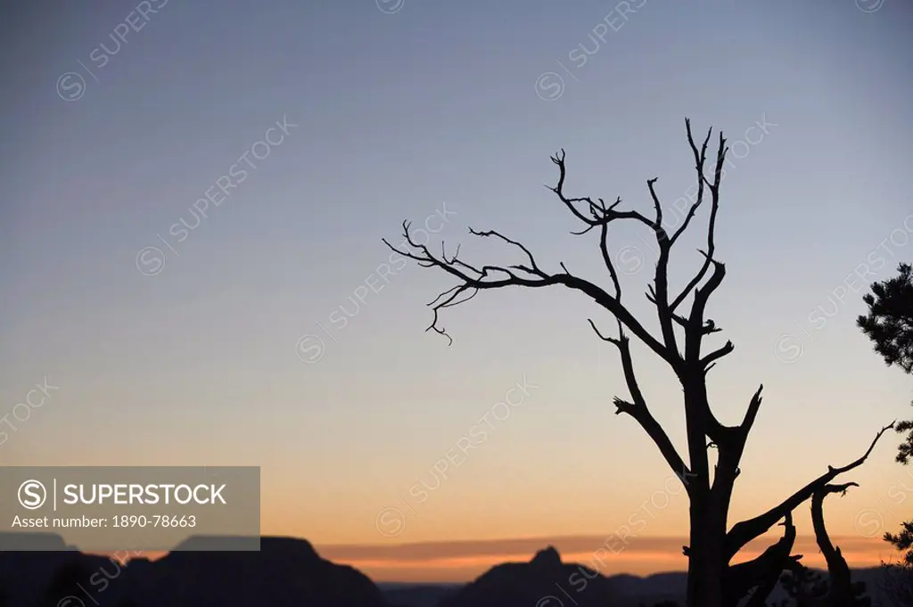Dead tree, Grand Canyon, UNESCO World Heritage Site, Arizona, United States of America, North America