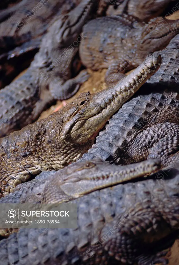 Crocodiles, Queensland, Australia