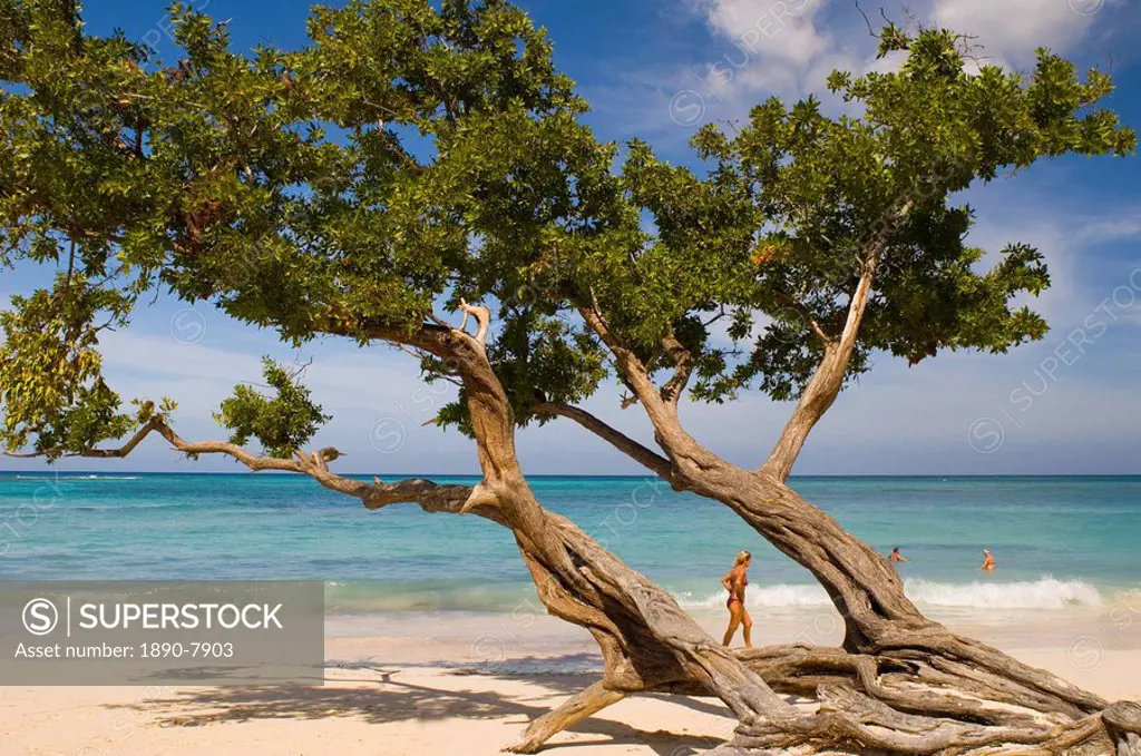 Tree growing on the beach, Guardalavaca, Cuba, West Indies, Central America