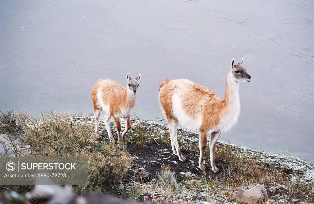 Vicuna mother and young, Torres del Paine, Chile, South America