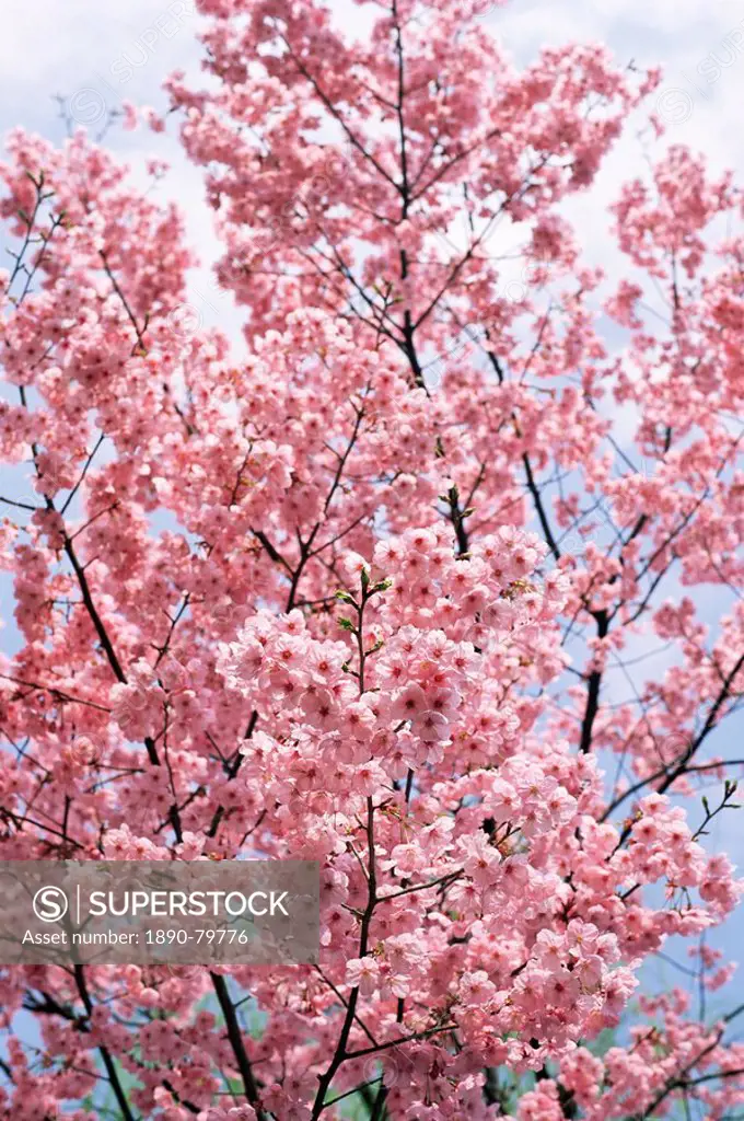 Spring blossom at Ueno_koen Park, Ueno, Tokyo, Japan, Asia