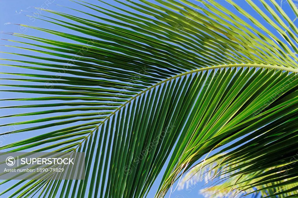 Close_up of palm leaf at Ko Samet Island, Rayong, Thailand, Asia