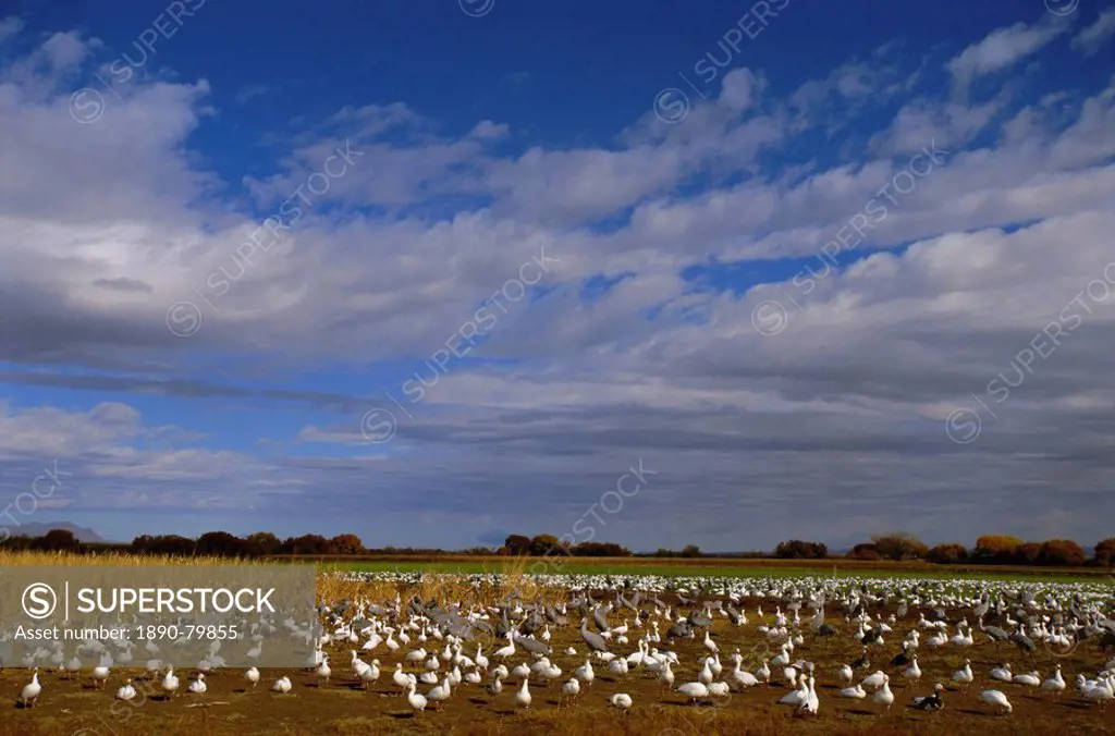 Snow geese in winter, Bosque del Apache, New Mexico, USA, North America