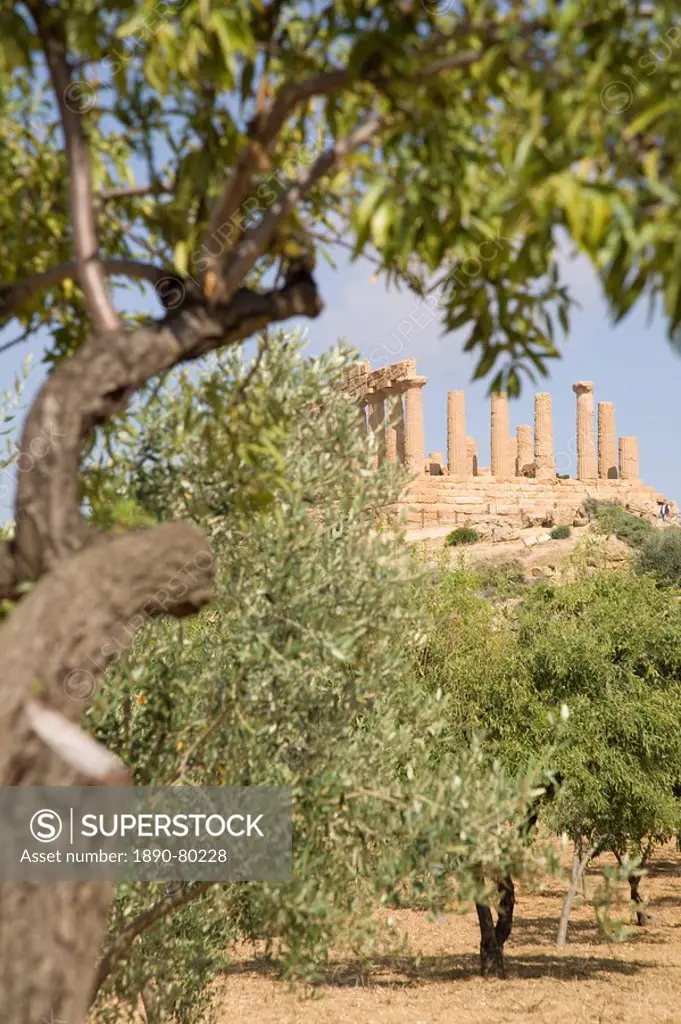Olive and almond trees and the Temple of Juno, Valley of the Temples, Agrigento, UNESCO World Heritage Site, Sicily, Italy, Europe