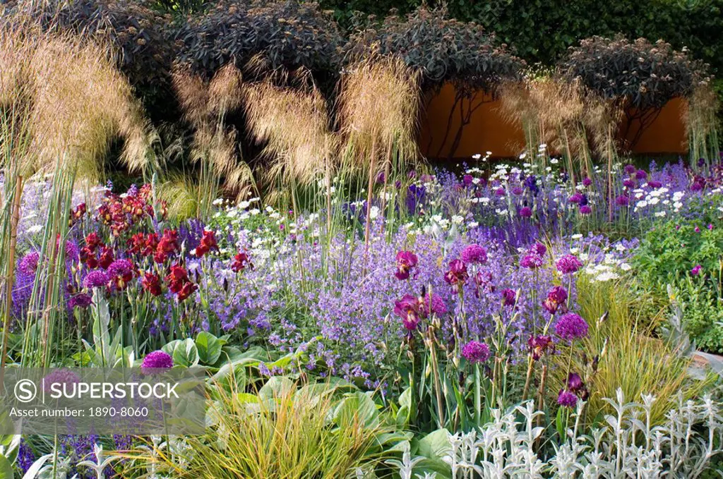 Allium, bearded iris, euphorbia, and nepeta plants in the award_winning Daily Telegraph Garden, designed by Tom Stuart_Smith, at the 2006 Royal Hortic...