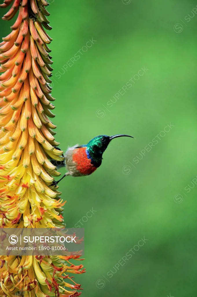 Greater doublecollard sunbird, Nectarinia afra, Addo National Park, South Africa, Africa