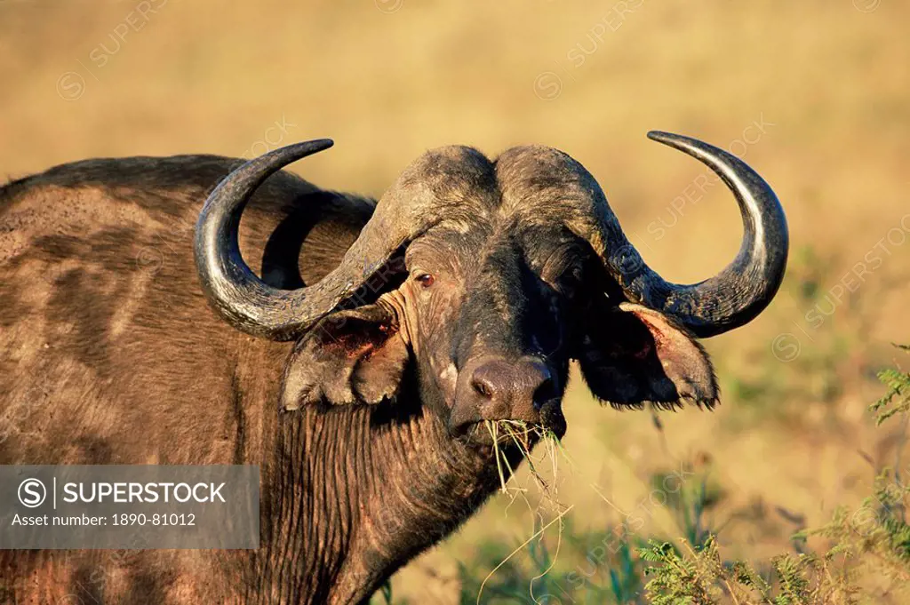 Buffalo, Syncerus caffer, Hluhluwe Game Reserve, Kwazulu_Natal, South Africa, Africa