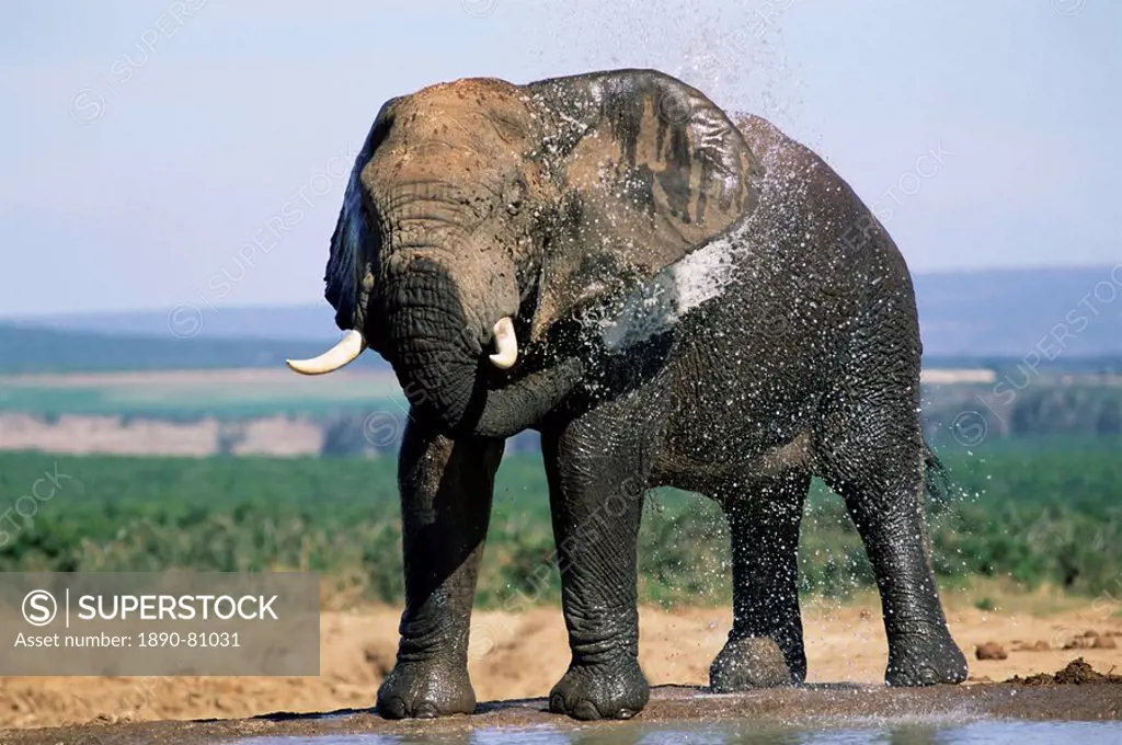 African elephant, Loxodonta africana, bathing and covering itself in mud, Greater Addo National Park, South Africa, Africa
