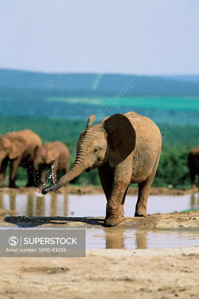 Young African elephant, Loxodonta africana, at waterhole, Addo National Park, South Africa, Africa