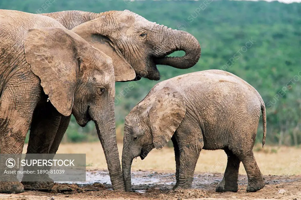 African elephant, Loxodonta africana, Addo National Park, South Africa, Africa