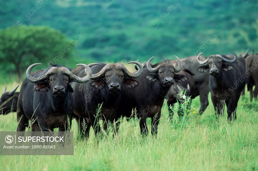 Cape buffalo, Syncerus caffer, Hluhluwe Game Reserve, Kwazulu_Natal, South Africa, Africa