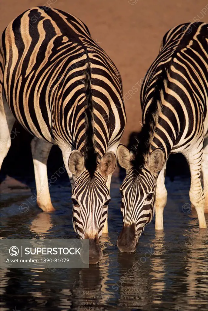 Two Burchell´s zebra Equus burchelli drinking, Mkhuze Game Reserve, South Africa, Africa