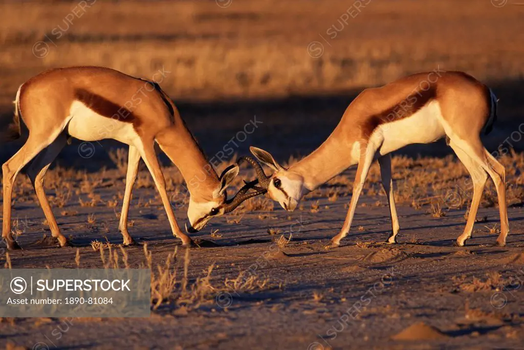 Two springbok Antidorcas marsupialis males fighting, Kalahari Gemsbok, South Africa, Africa