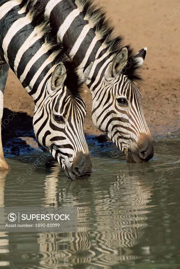 Two Burchell´s zebra, Equus burchelli, drinking, Mkhuze Game Reserve, South Africa