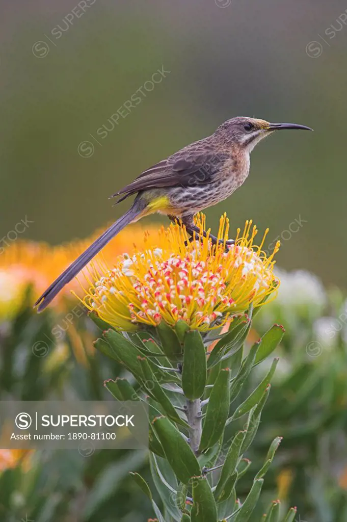 Cape sugarbird, Promerops cafer, perched on pincushion protea, Kirstenbosch botanical gardens, Cape Town, South Africa