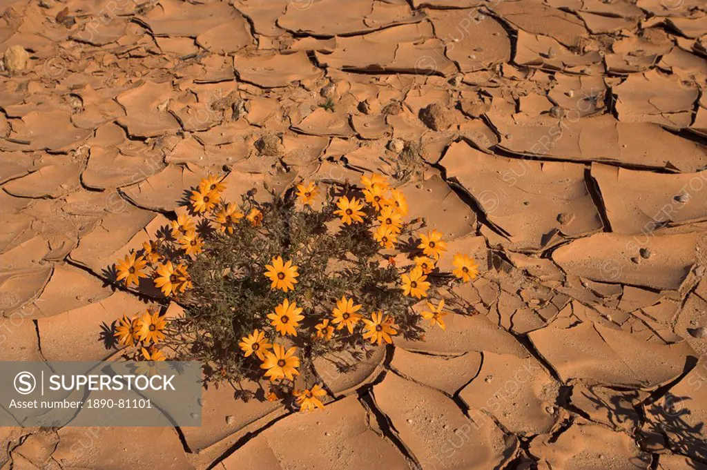 Annual spring wild daisies growing in arid habitat, Namaqualand, Northern Cape, South Africa