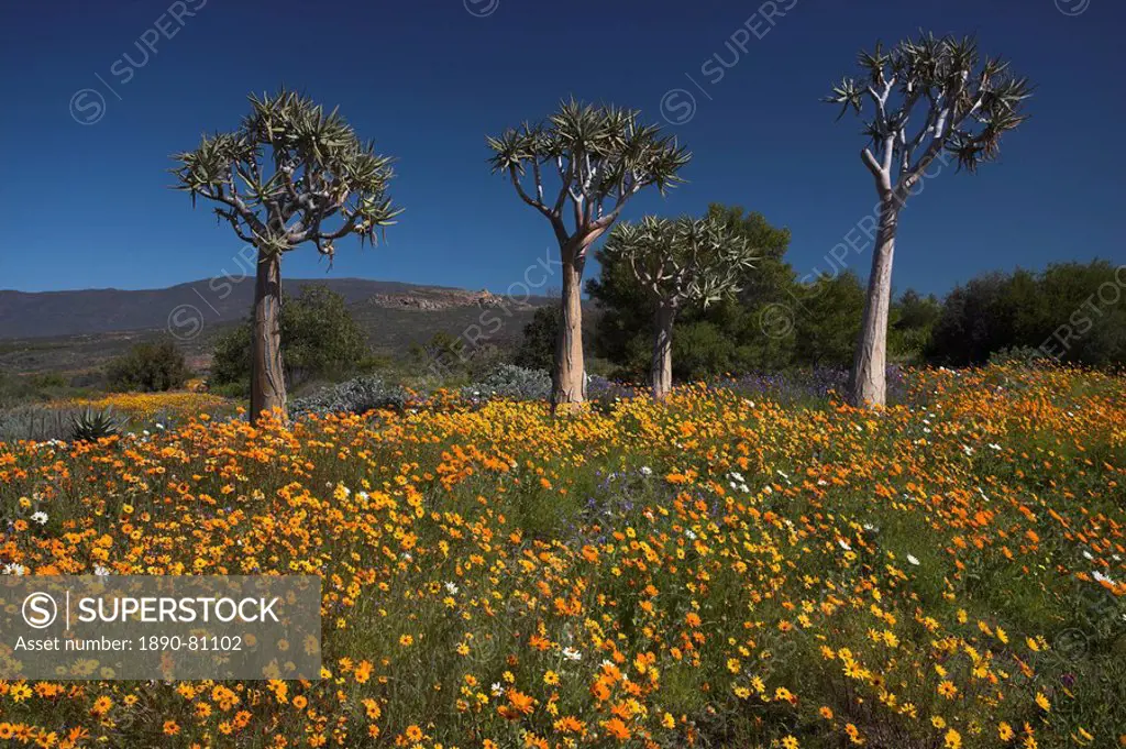 Wildflowers and quiver trees, Ramskop Wildflower Garden, Clanwilliam, Western Cape, South Africa