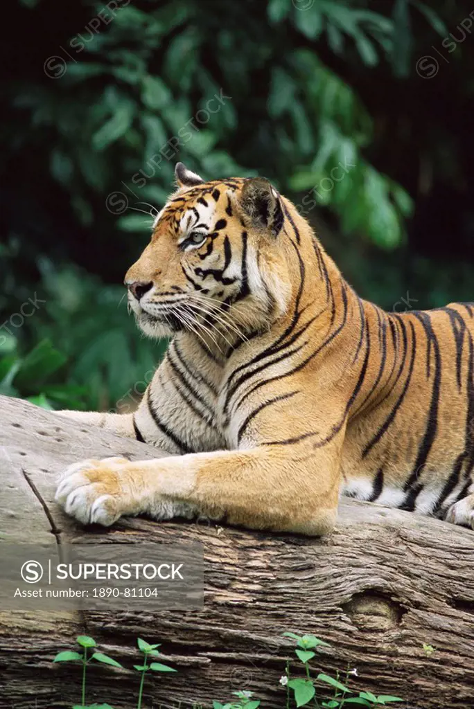 Sumatran tiger, Panthera tigris sumatrae, grows up to 120 kg, in captivity at Singapore zoo, Singapore, Southeast Asia, Asia
