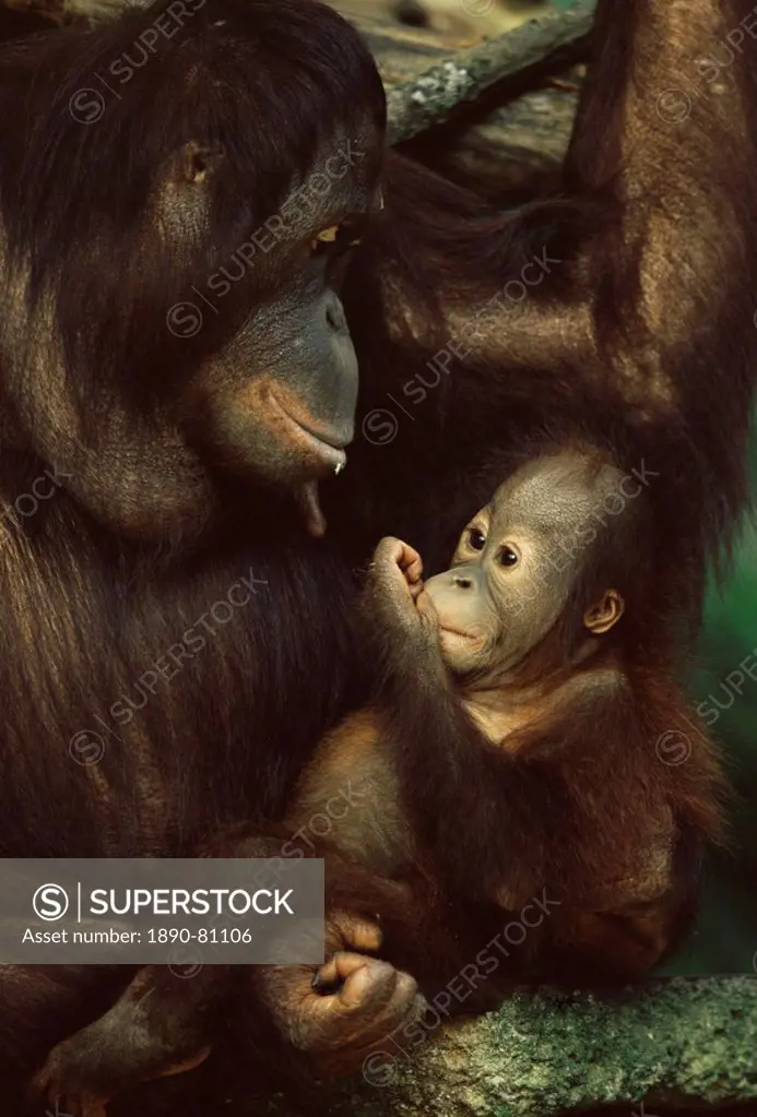 Orang utan mother and baby, Pongo pygamaeus, in captivity, Singapore Zoo, Singapore, Southeast Asia, Asia