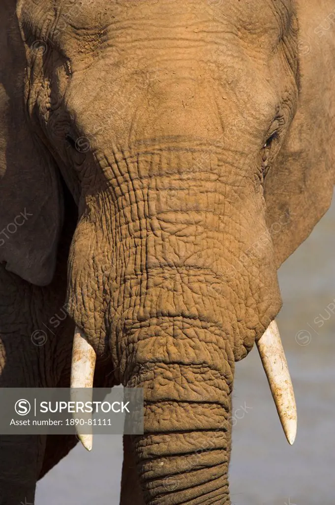 Elephant, Loxodonta africana, bull in close up at water in Addo Elephant National park, Eastern Cape, South Africa