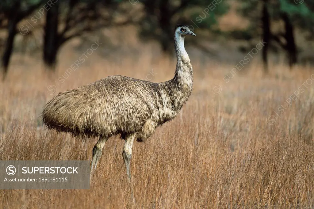 Emu, Dromaius novaehollandiae, Flinders Ranges National Park, South Australia, Australia