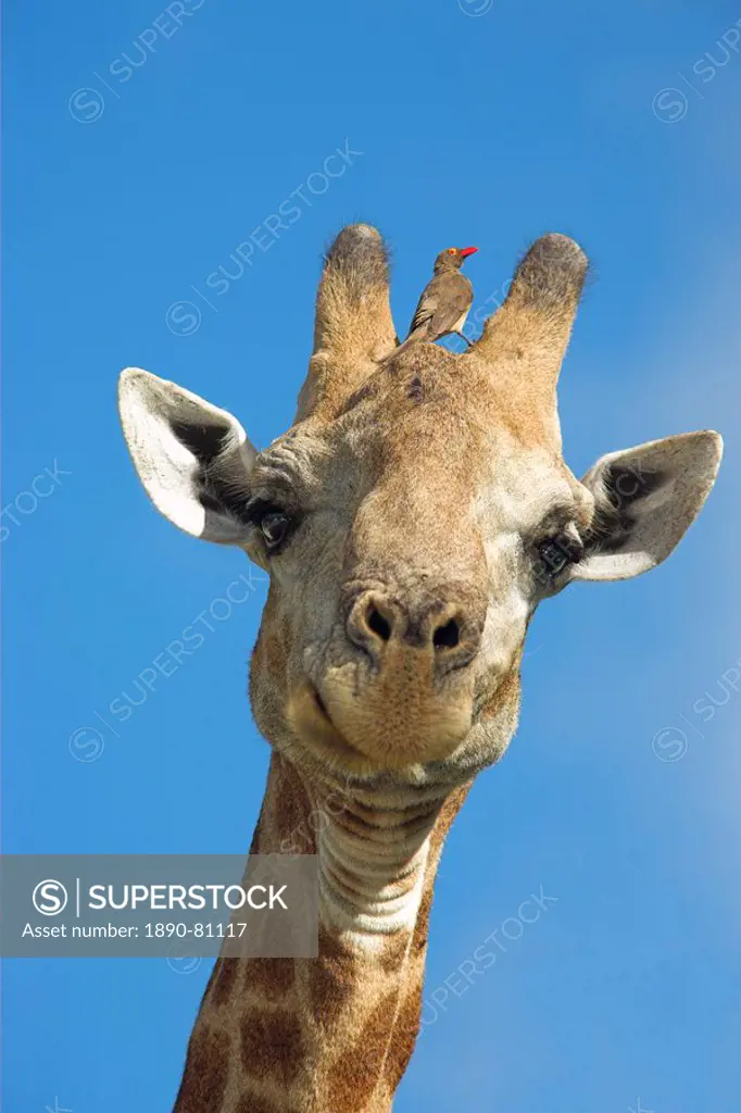 Giraffe, Giraffa camelopardalis, with redbilled oxpecker, Buphagus erythrorhynchus, in Kruger national park, Mpumalanga, South Africa