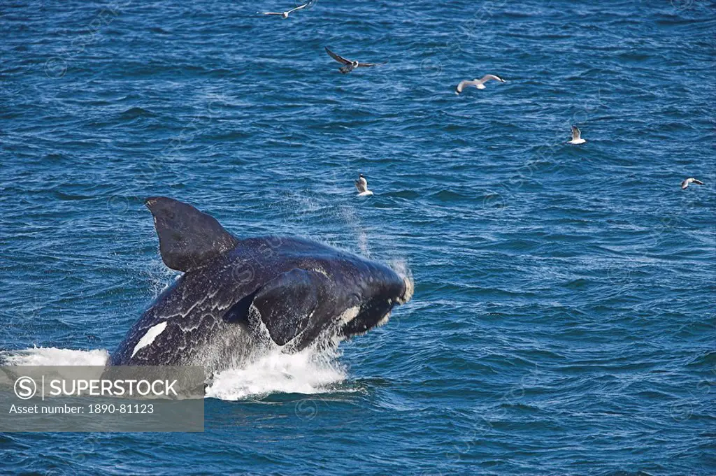 Southern right whale, Eubalaena australis, Hermanus, South Africa