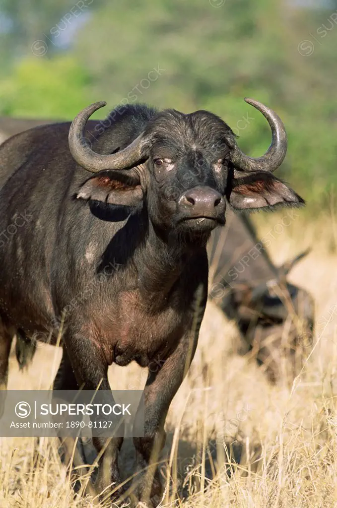 Buffalo, Syncerus caffer, Kruger National park, South Africa, Africa