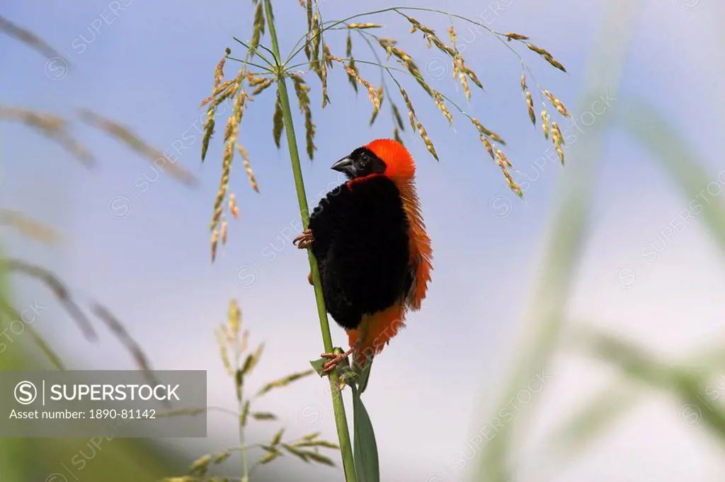 Southern red bishop Euplectes orix, male in breeding plumage, Pilanesberg Game Reserve, South Africa, Africa