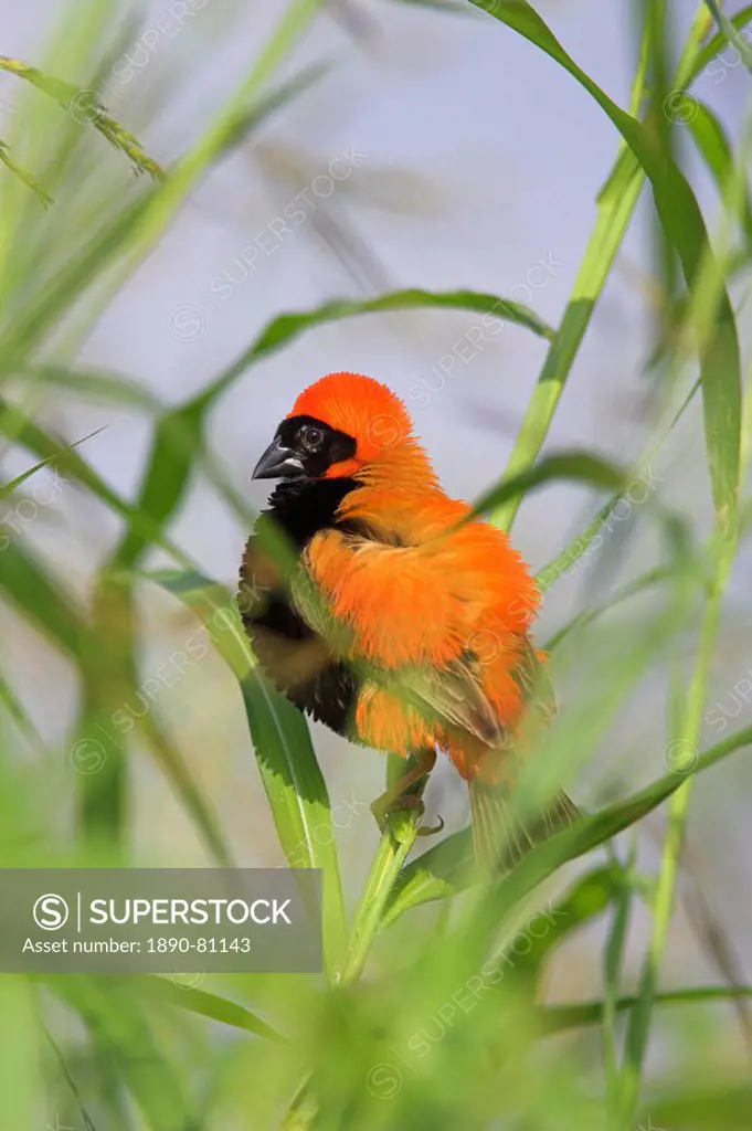 Southern red bishop Euplectes orix, male in breeding plumage, Pilanesberg National Park, North West Game Reserve, South Africa, Africa