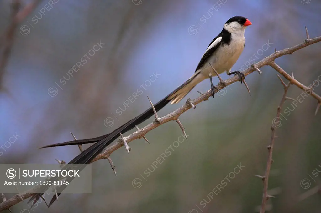 Pin_tailed whydah Vidua macroura, male in breeding plumage, South Africa, Africa