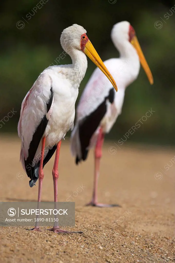 Yellow_billed storks Mycteria ibis, in breeding plumage on riverbank, Kruger National Park, South Africa, Africa
