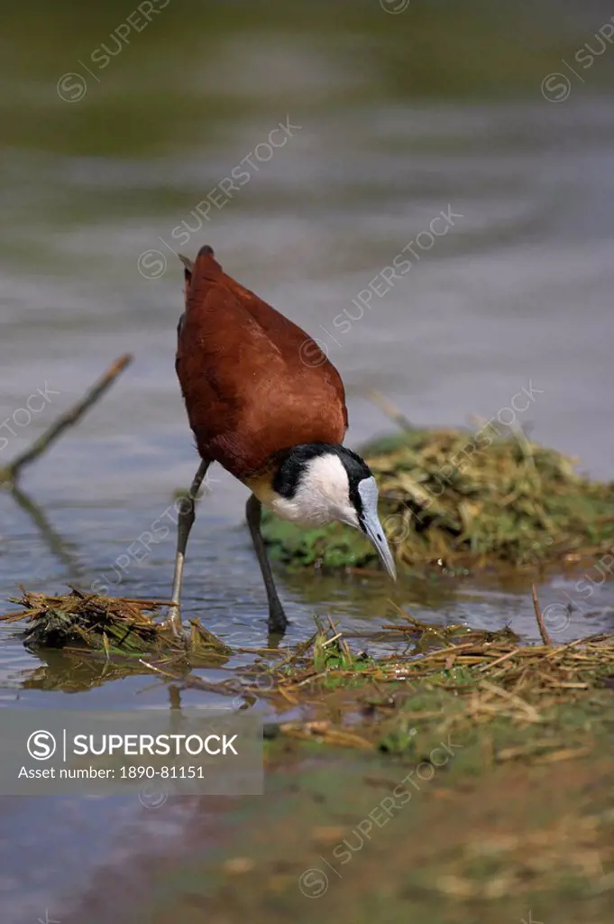 African jacana Actophilornis africanus, Kruger National Park, South Africa, Africa
